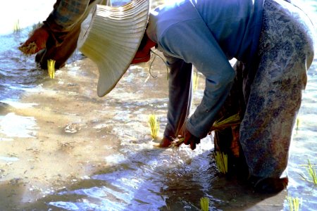 Planting time photo