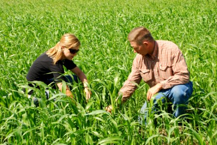 Cover Crops09
