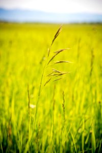 1427 NRCS projects