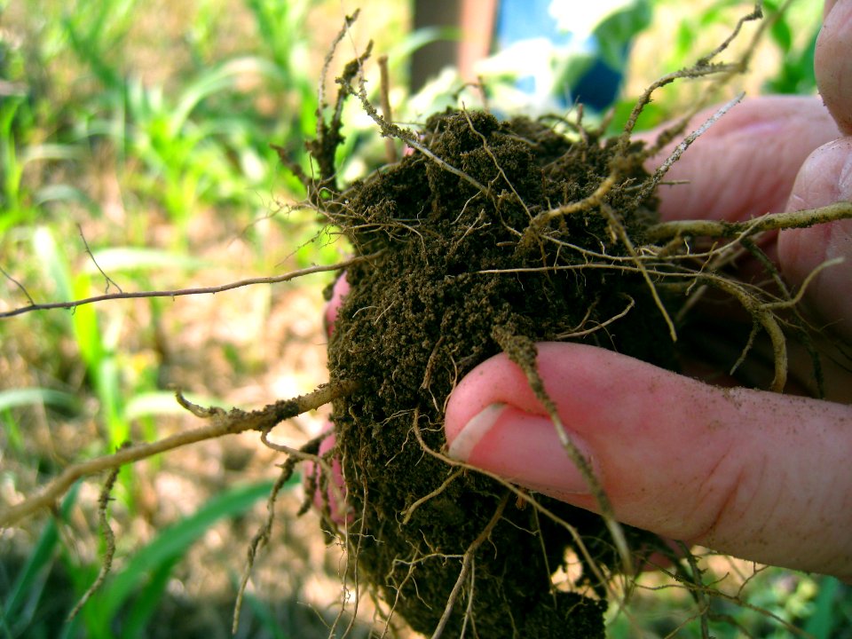 Soil Survey MD01.JPG