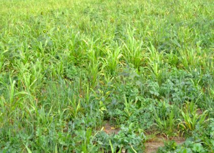 Cover Crops VR01.jpg photo