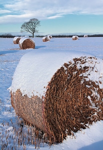 Agriculture field farm photo