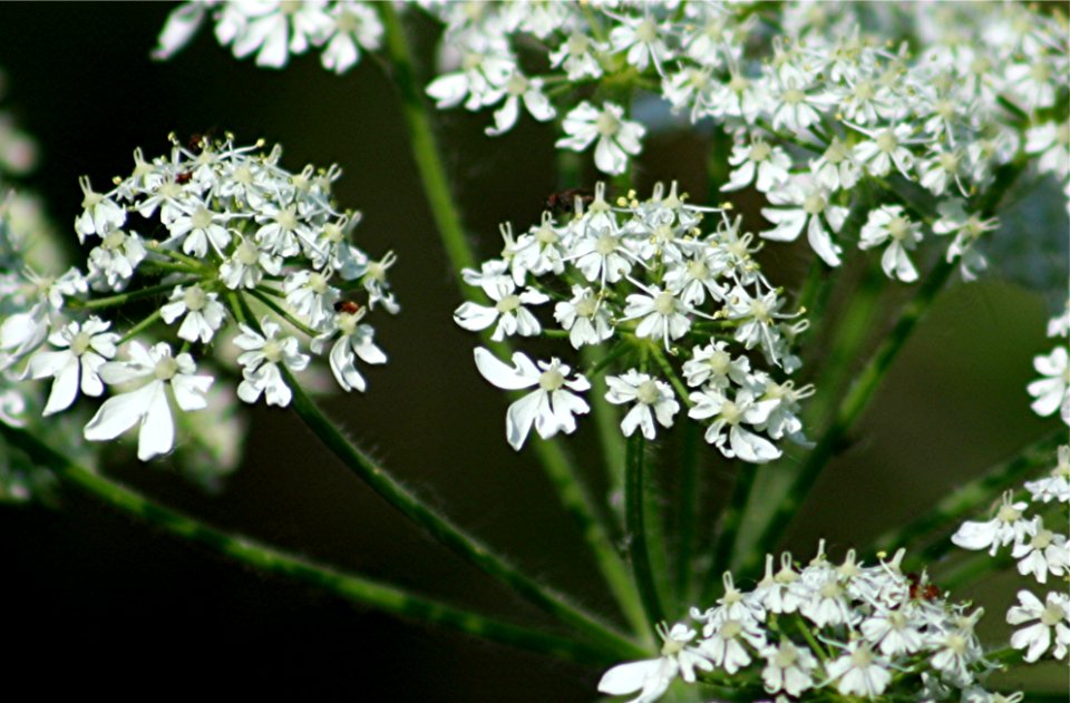 Plants OB 968