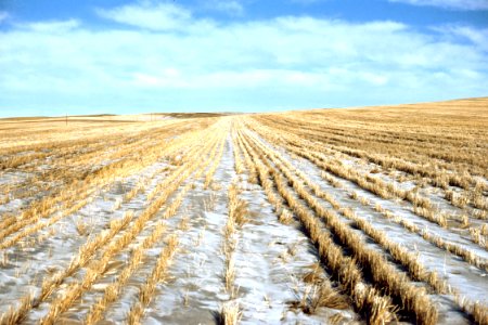 Conservation Tillage11.tif