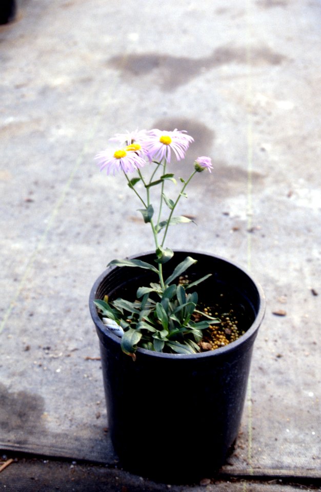 Plants19.tif