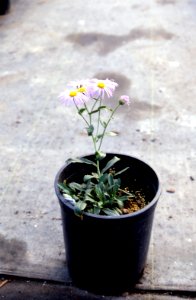 Plants19.tif