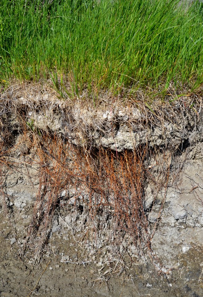 Soil Survey120