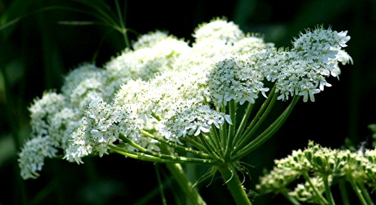 Plants OB 966