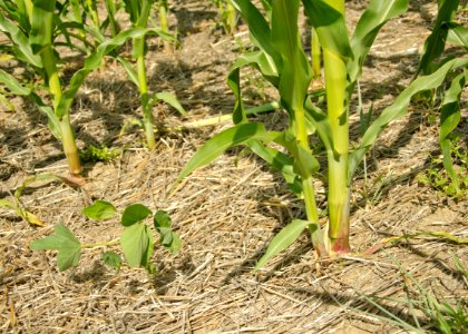 Crop Residue Management NR 15