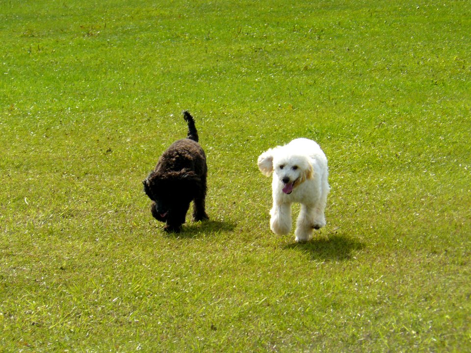 Dylan and Jasper out for a run in the park