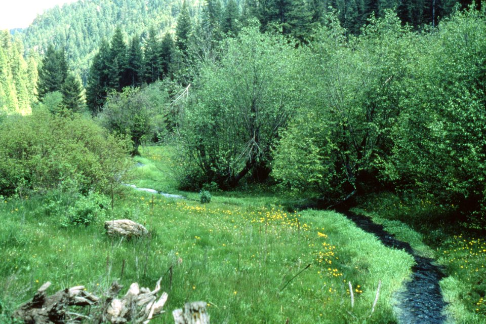 Riparian71.tif