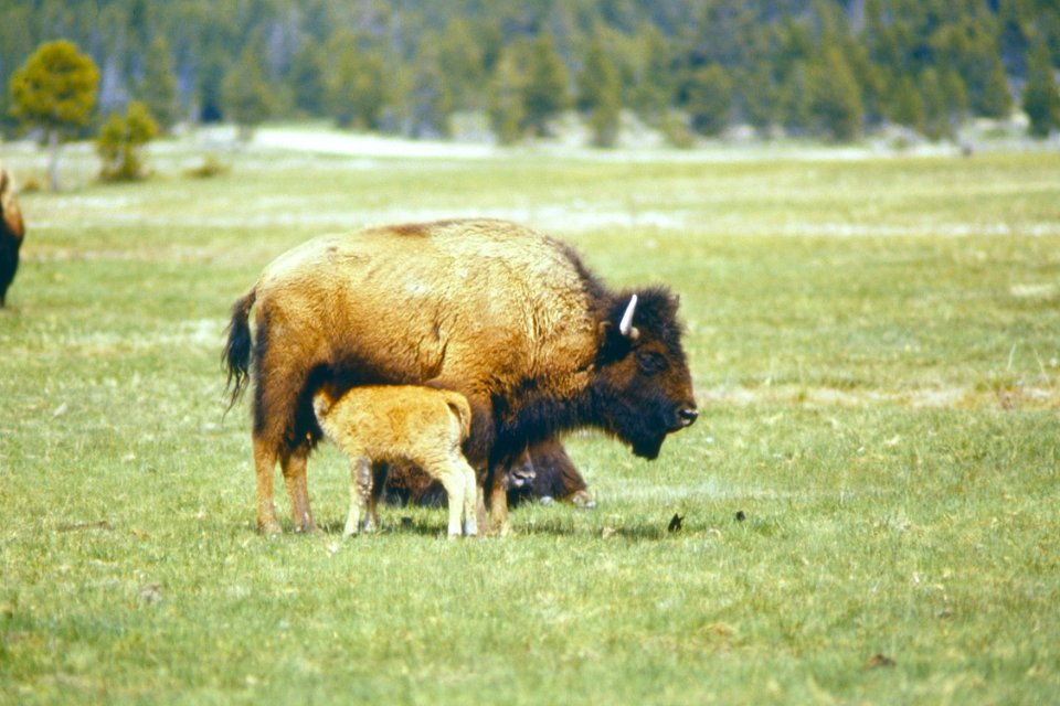 Wildlife65.tif