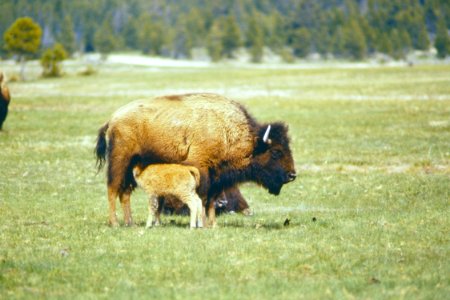 Wildlife65.tif