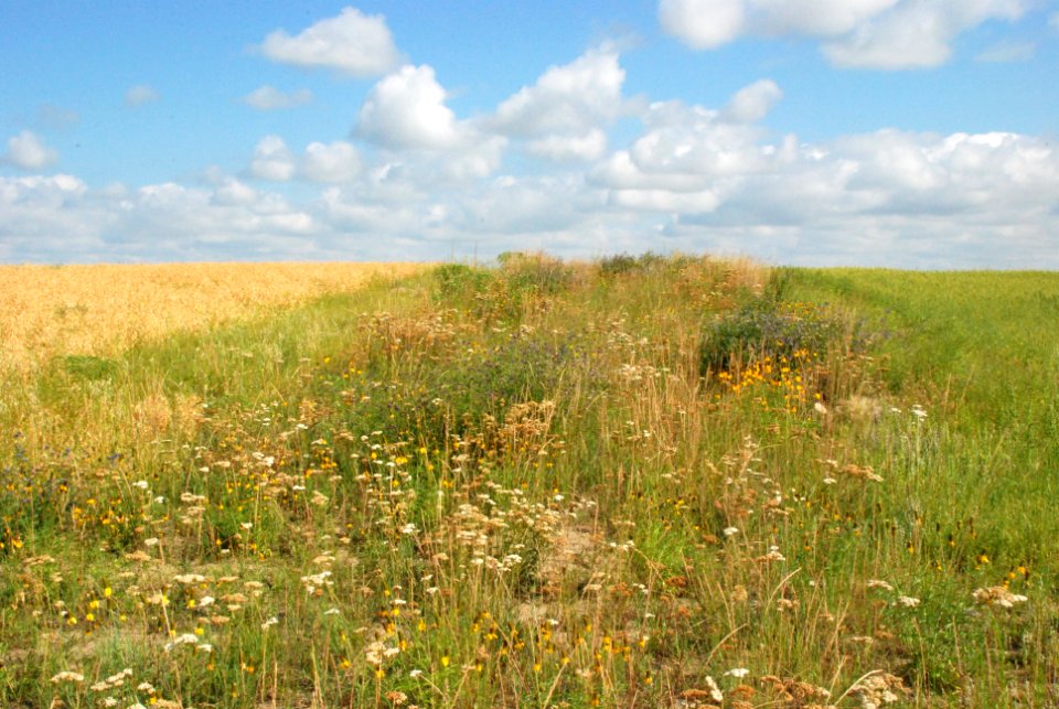 Pollinators DP01.JPG