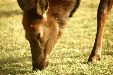 Wildlife49.tif