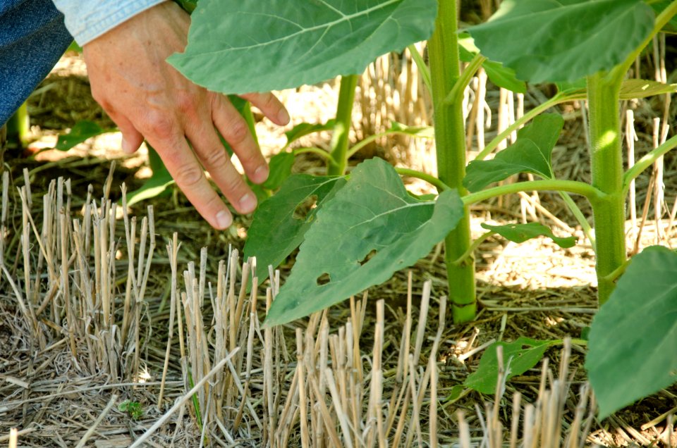 Crop Residue Management NR 10