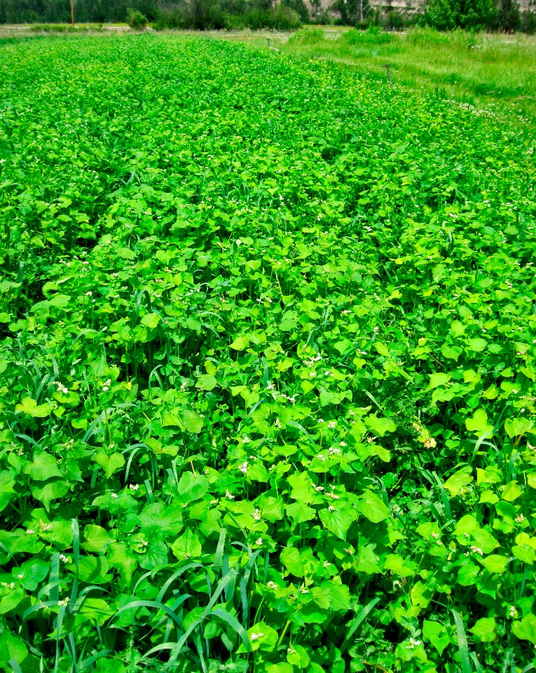 Cover Crops am 16.jpg