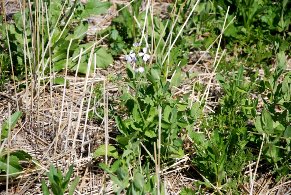 Cover Crops Tour 061