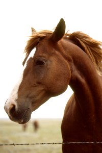 Livestock42.tif
