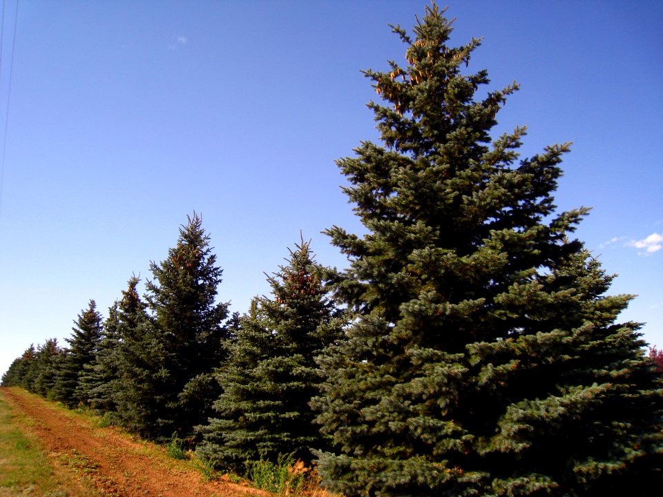 Windbreaks MD01.JPG