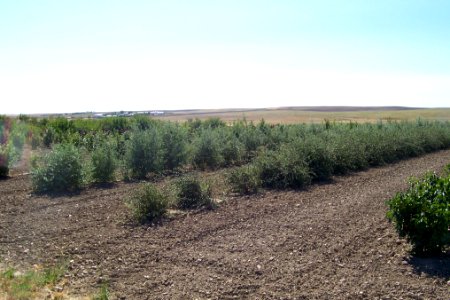 Windbreaks43