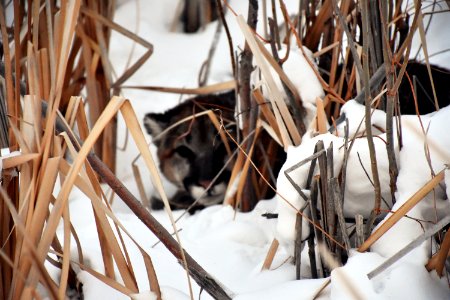 wildlife192