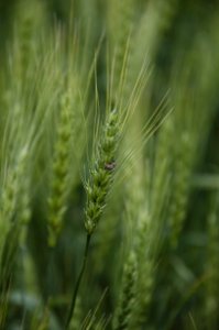 Pest Management NR 09