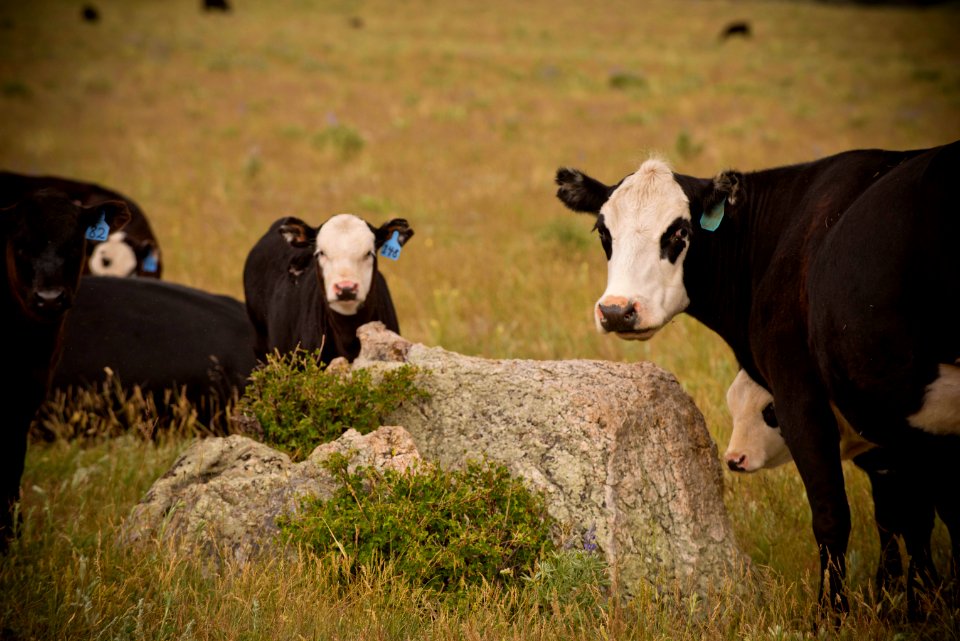3467 NRCS projects