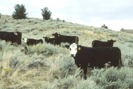 Livestock47.tif