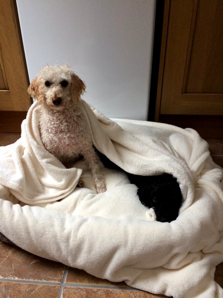 Dylan and Jasper wrapped up after a bath