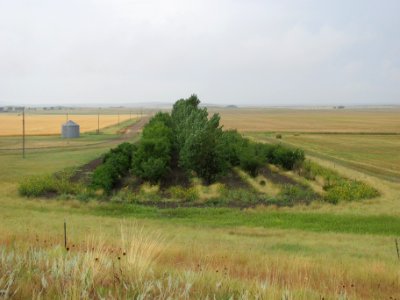Windbreaks41