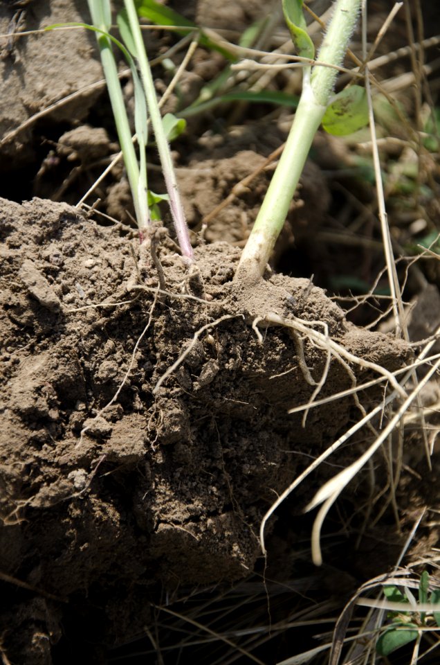 Soil Health NR 13