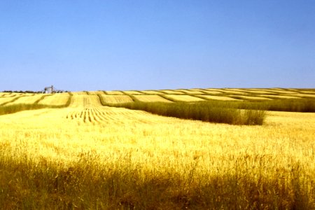 Windbreaks32.tif
