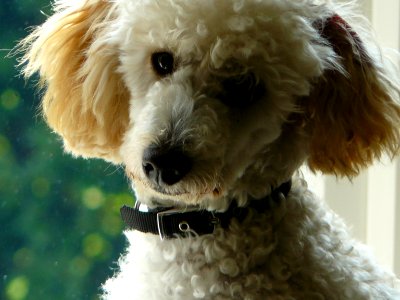 Dylan close-up photo