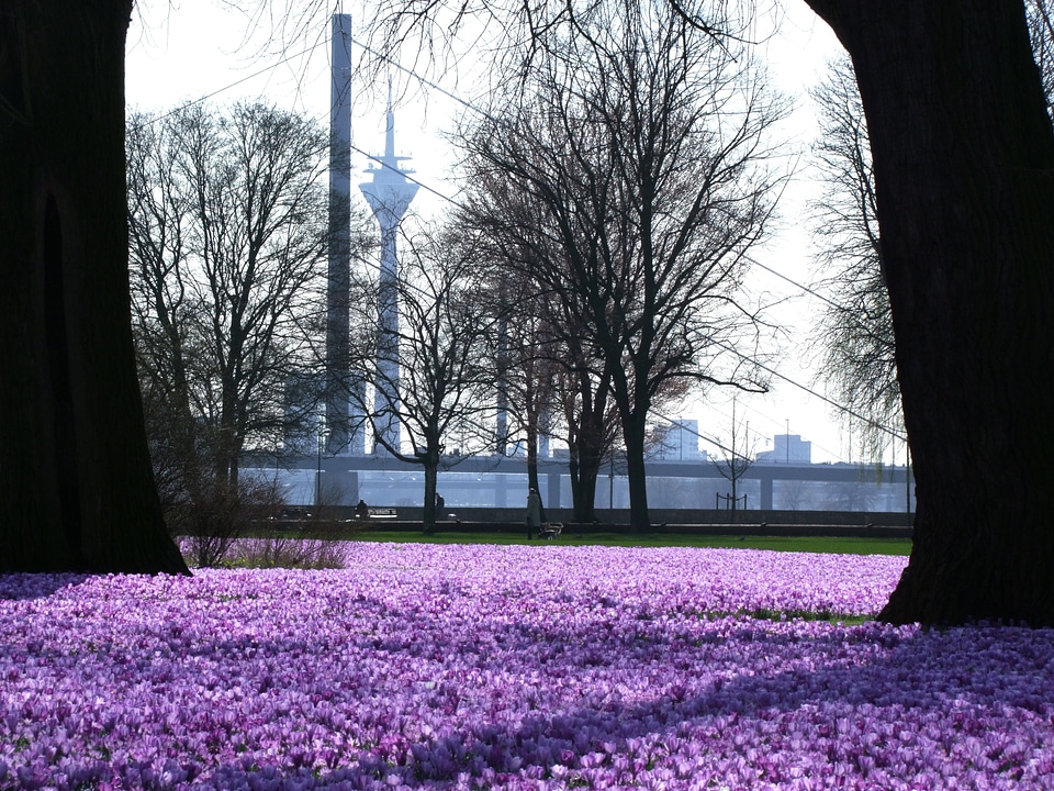 Park d�?sseldorf sea of flowers