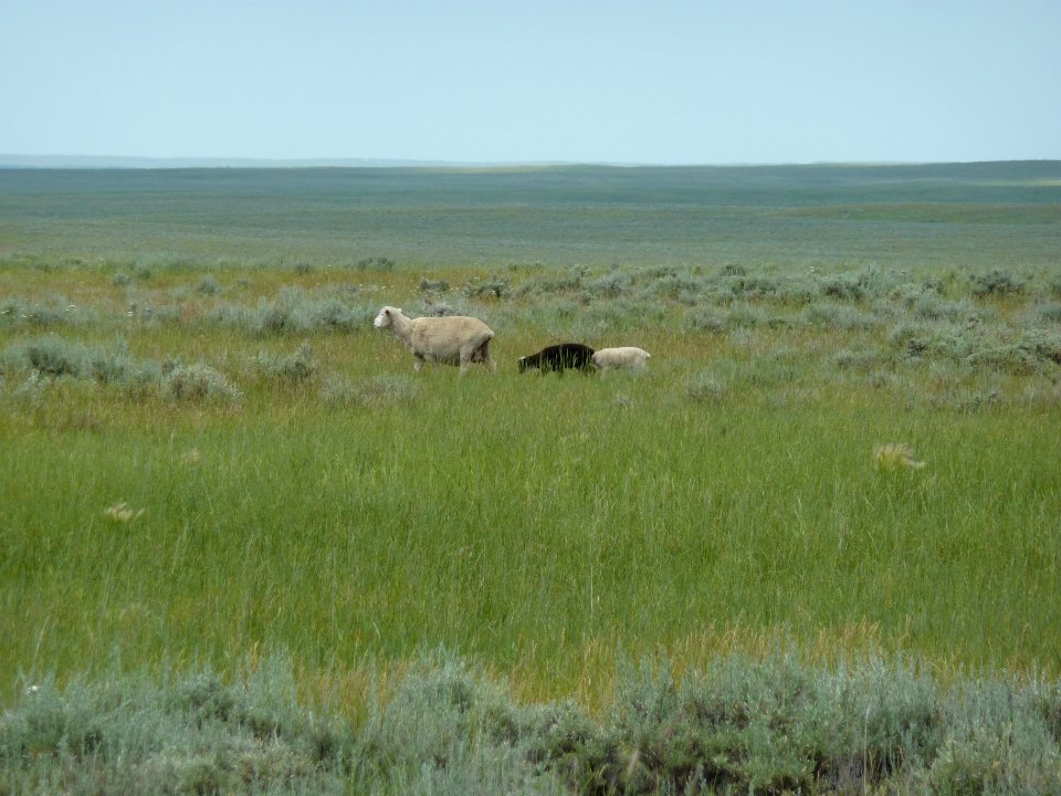 Livestock118