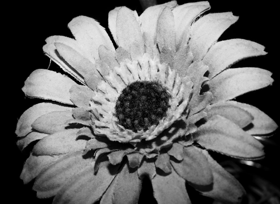 Dia 14. Flor.