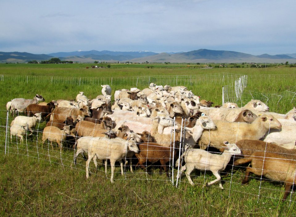 Pasture11.JPG