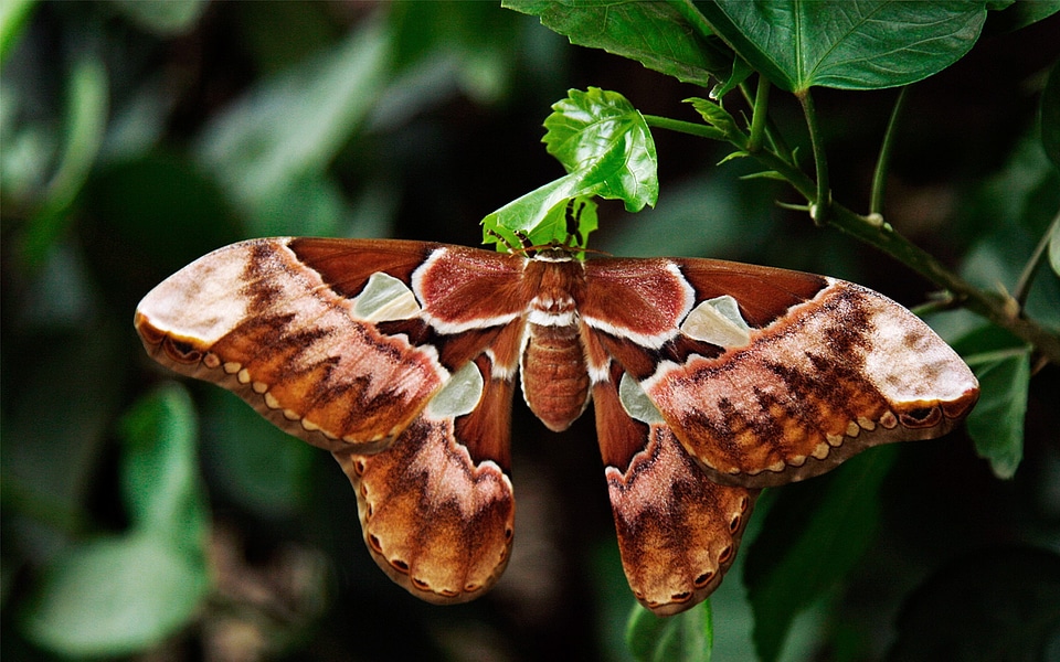 Moth peacock spinner insect