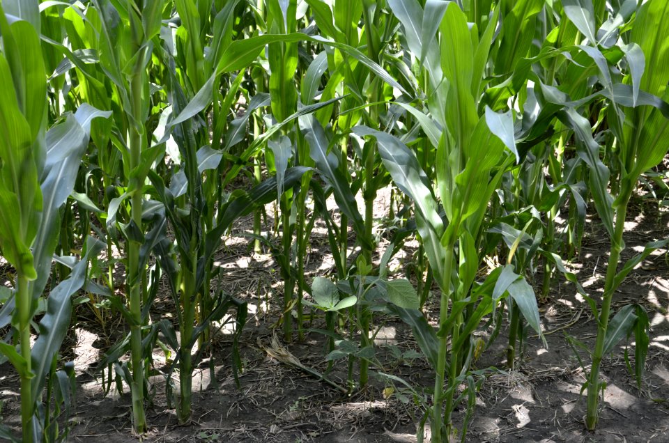 soilhealth008