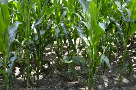 soilhealth008