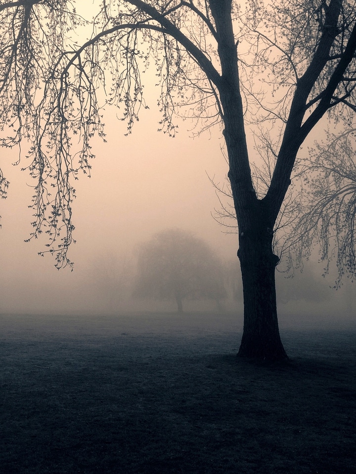 Park nature tree photo