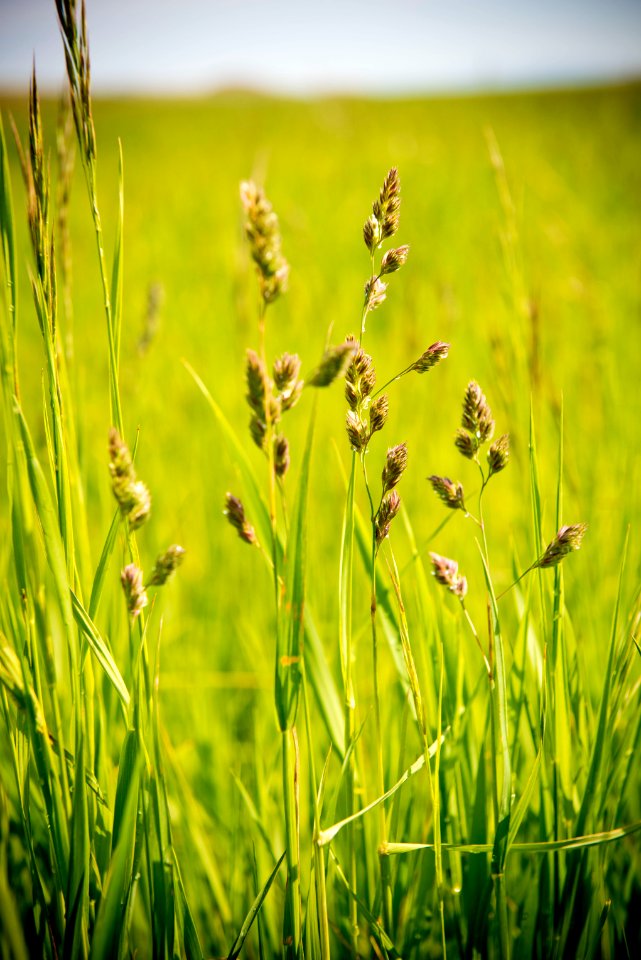 1425 NRCS projects