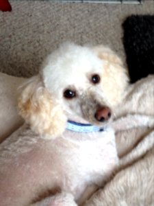 Dylan freshly groomed