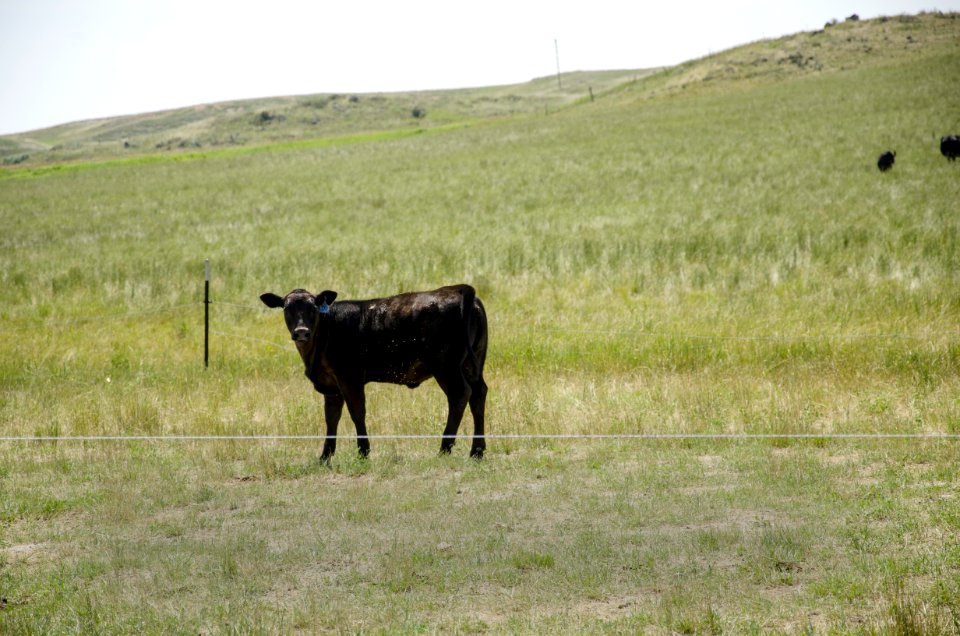Livestock nr 133