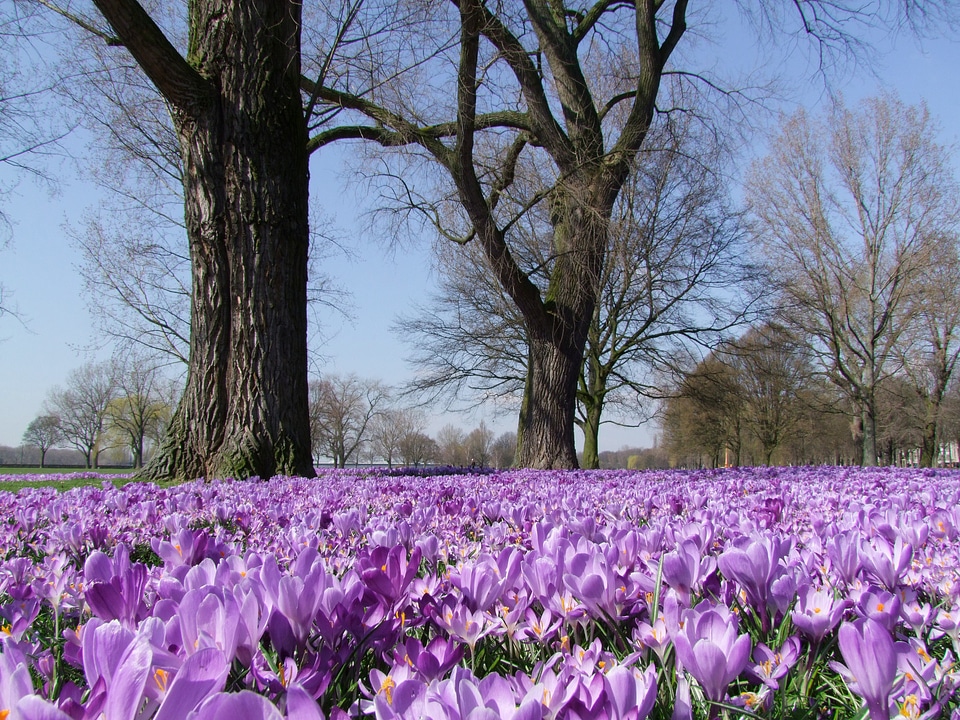D�?sseldorf flowers sea of flowers
