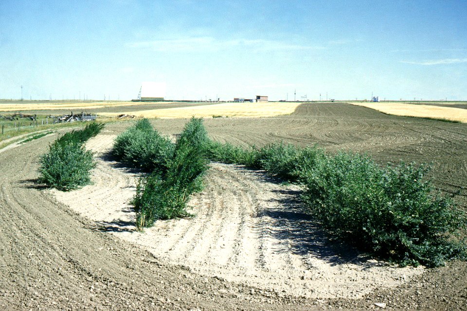 Windbreaks15.tif