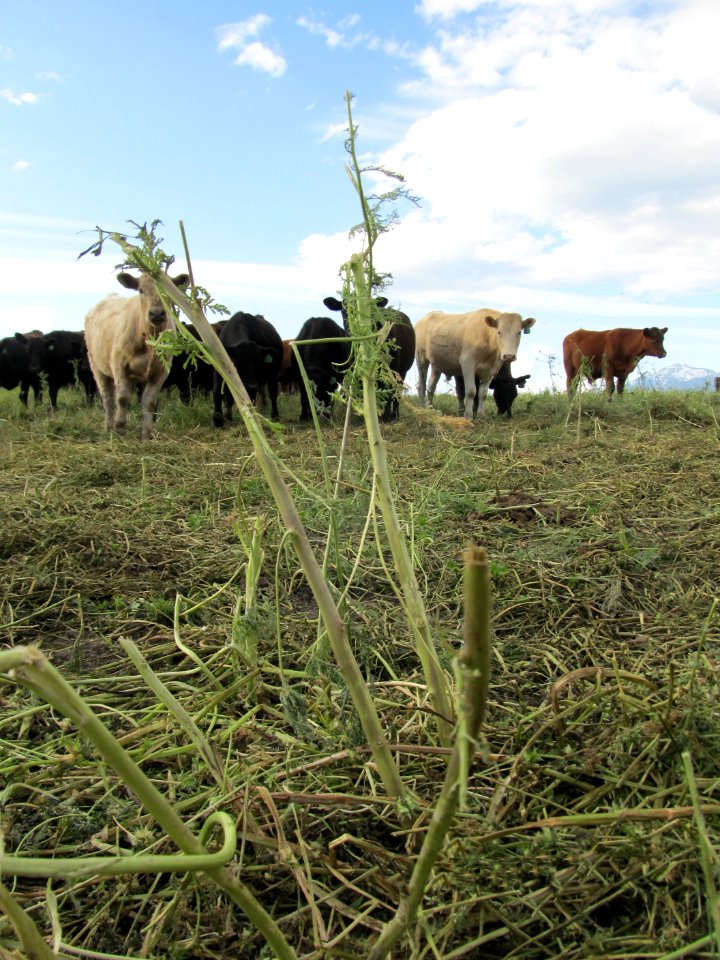 Weeds62.JPG
