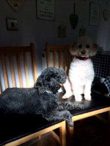 Jasper and Dylan enjoying a beam of sunshine photo