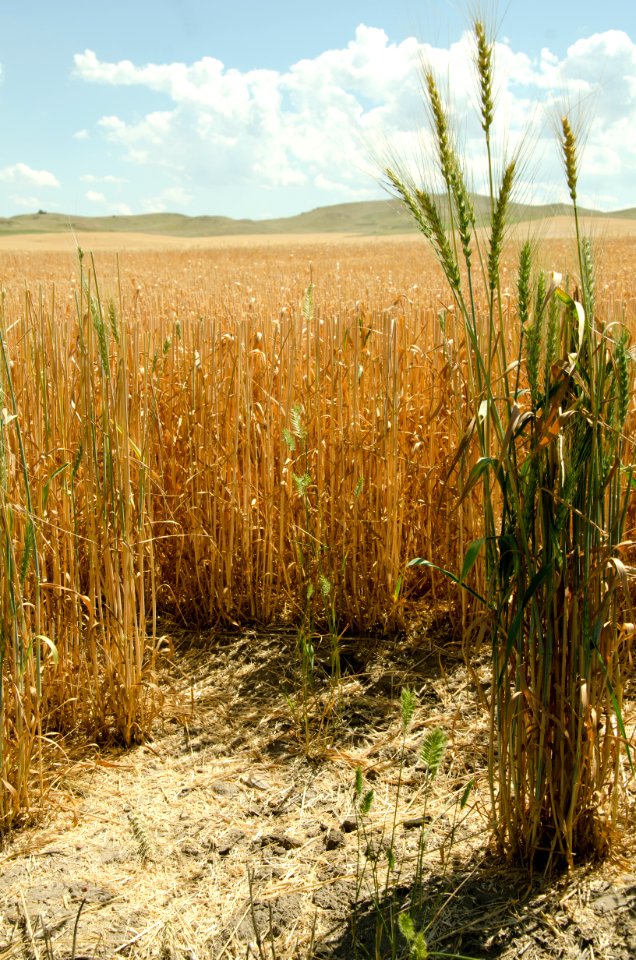 Crop Residue Management NR 06